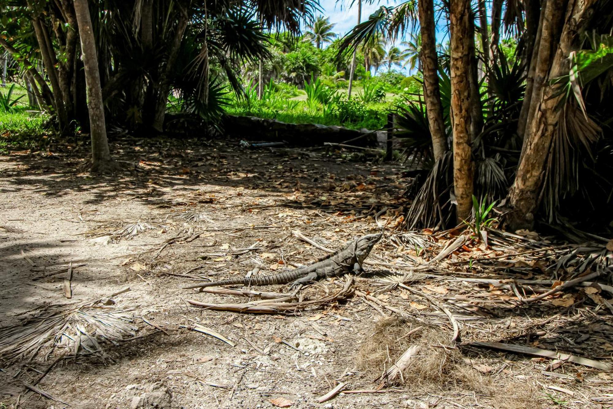 Mestiza 307 At Luum Zama, Aldea Zama Tulum Exterior foto